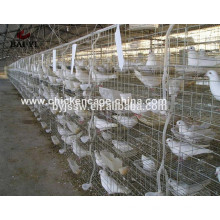 Cage de volaille Pigeon Farming Design